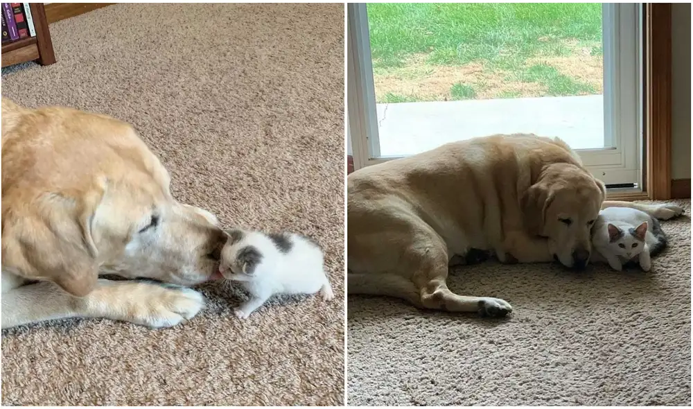 Según contó la dueña de ambos, desde que se conocieron se han convertido en inseparables y hasta comparten la misma cama y los juguetes. Foto: @PollyandPax