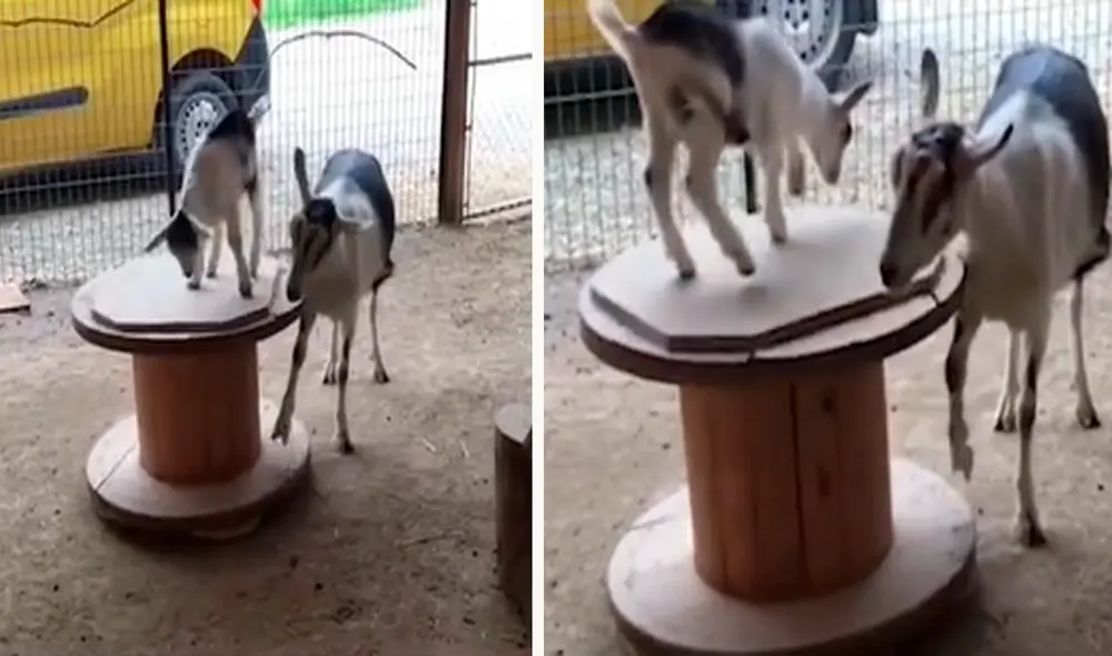 El pequeño se subió en un carrete de madera y su madre de inmediato comenzó a impulsarlo con su pata dando varias vueltas en el mismo lugar. Foto: captura de TikTok