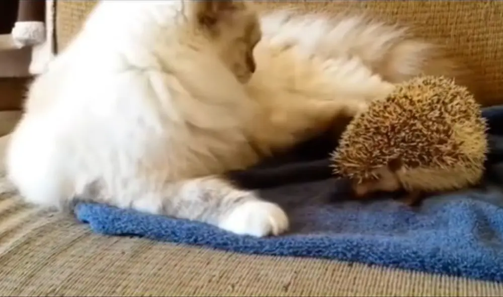 Un usuario en TikTok compartió el divertido pero doloroso clip. Foto: captura de TikTok