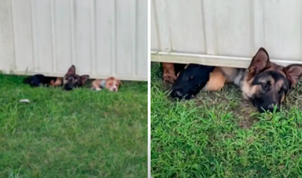 El video viral ha causado gran sensación en las redes sociales. Foto: captura de Facebook