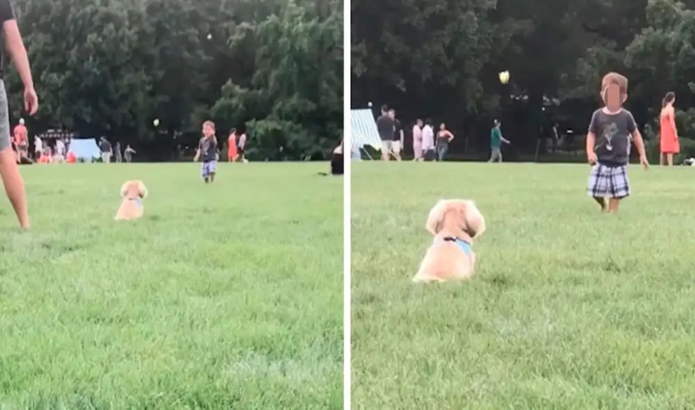 Una joven captó el preciso momento en que un pequeño comenzó a jugar con un cachorrito tras verlo por primera vez en el parque. Foto: captura de YouTube