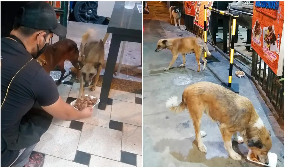Todo inició cuando un can callejero llegó a este local y el dueño en vez de ahuyentarlo le proporcionó alimento, lo que marcó un fuerte vínculo. Foto: Restaurante Ajilalo Todo inició cuando un can callejero llegó a este local y el dueño en vez de ahuyentarlo le proporcionó alimento, lo que marcó un fuerte vínculo. Foto: Restaurante Ajilalo