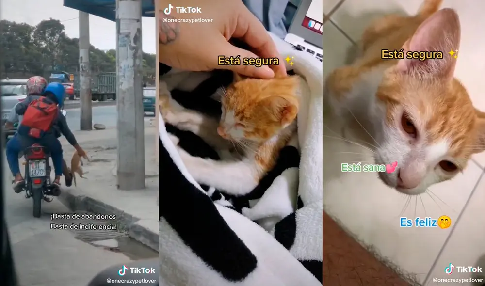 La mujer recibió cientos de elogios por el gran gesto de amor que tuvo con el minino. Foto: captura de TikTok