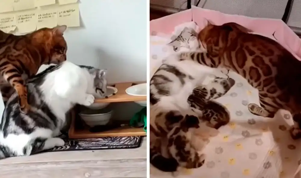 Desde que se enteró del estado de gestación de su ‘pareja’, un gatito nunca se separó de su lado y se encargó de cuidarla a todas horas. Foto: captura de YouTube