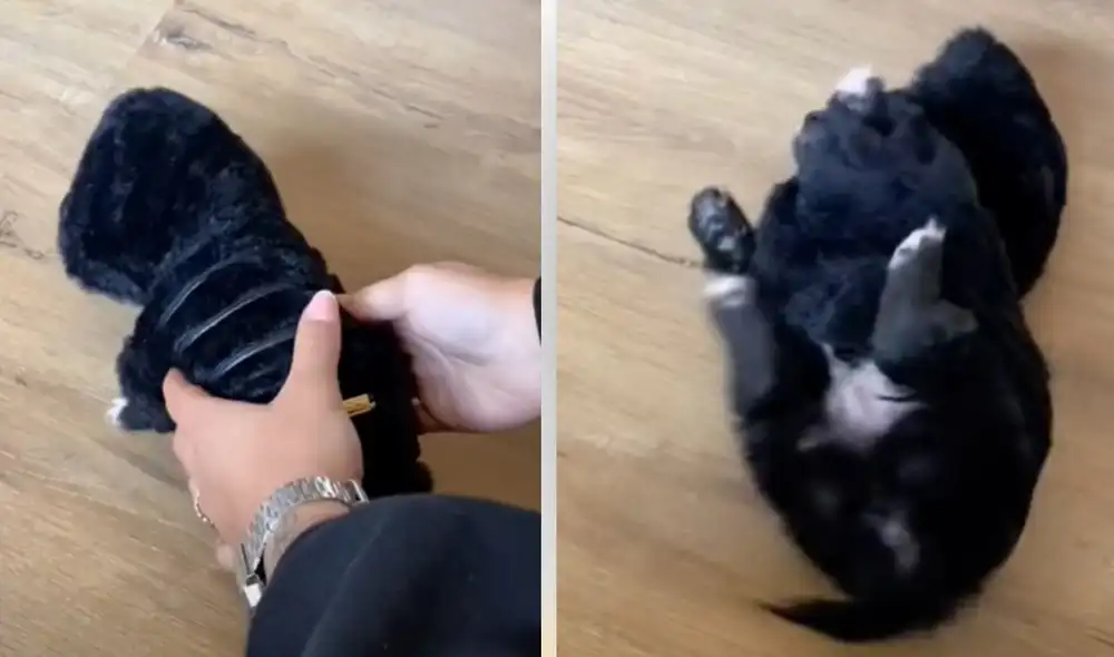 Por más que intentaron poner en pie al cachorro, él seguía cayéndose. Foto: captura de TikTok