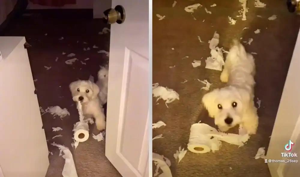 La cuenta @thomas_25sep comparte videos del día a día de la mascota. Foto: captura de TikTok