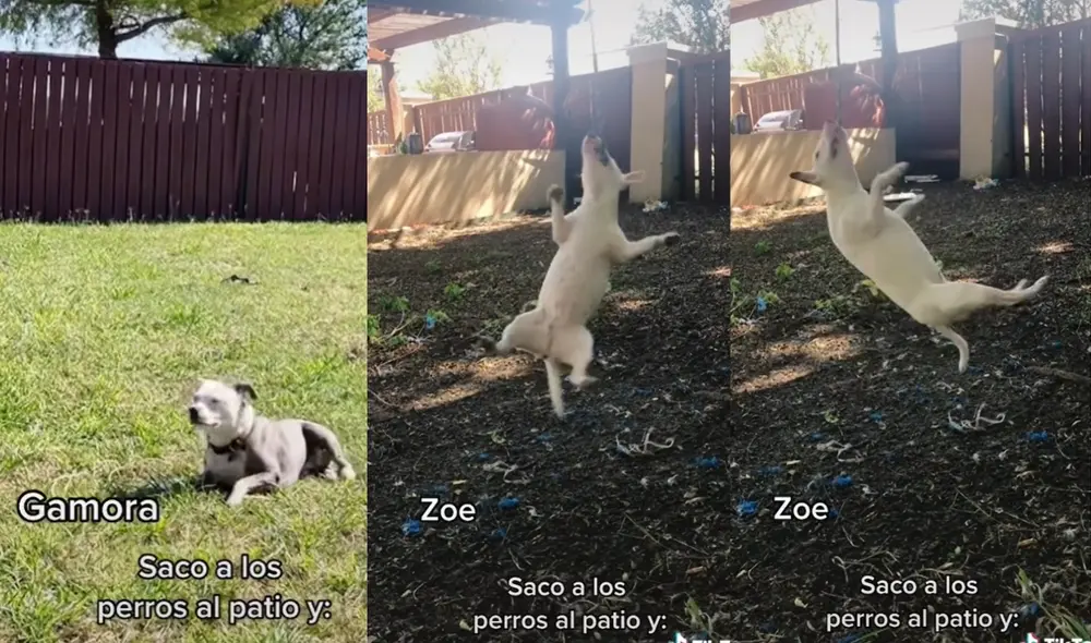 La perrita Zoe fue comparada con un helicóptero por los usuarios. Foto: captura de TikTok