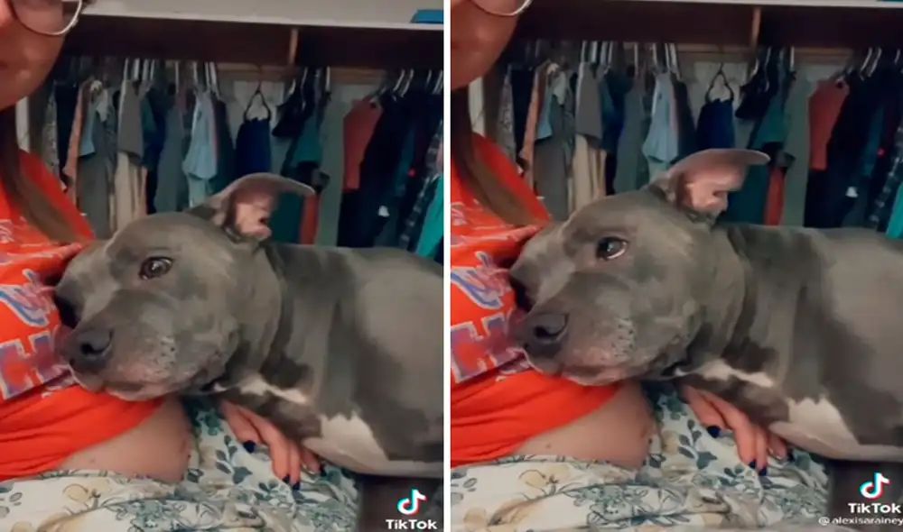 TikTok viral: perrito se acuesta en la barriga de su dueña para cuidarla durante su embarazo
