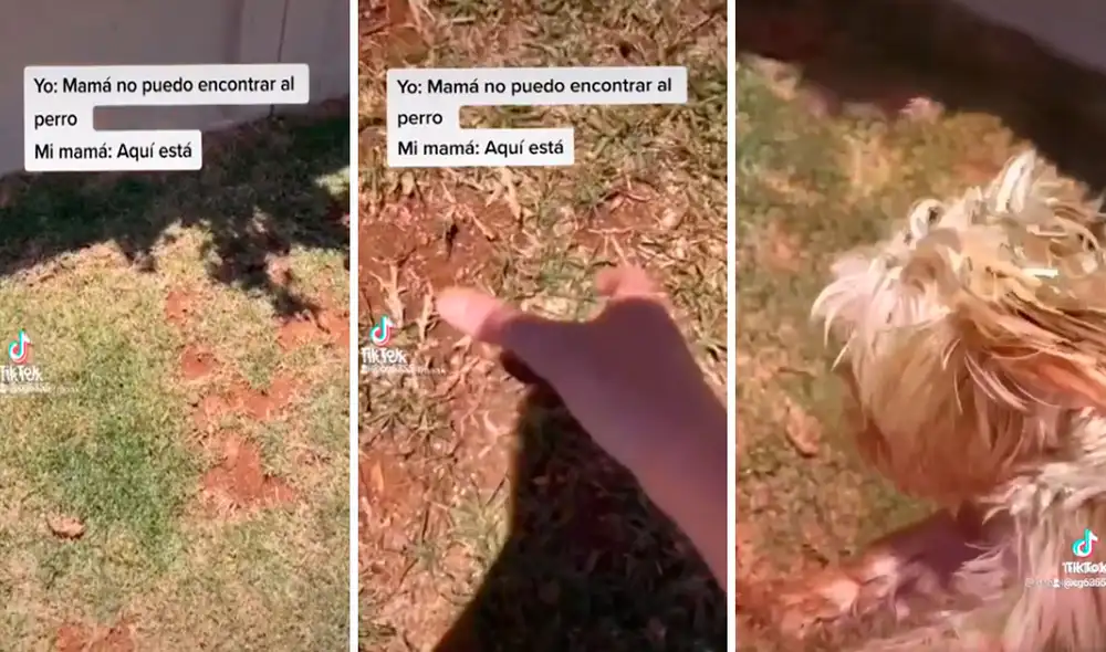 TikTok viral: pide ayuda a su mamá para buscar a su perrito y lo encuentran en el lugar menos pensado. Foto: captura de TikTok