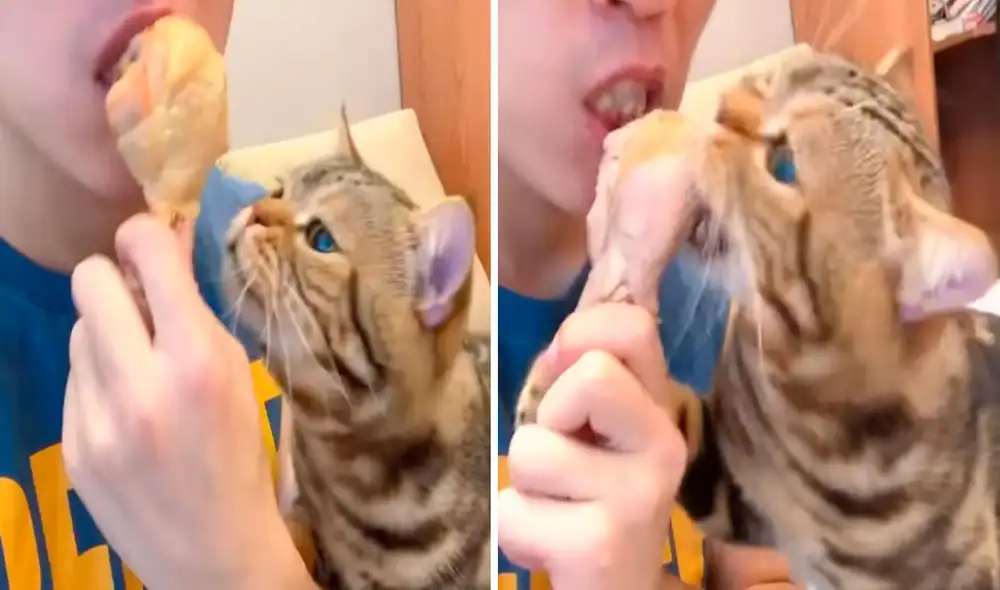 Un joven se escondió de su mascota para disfrutar a solas de su cena; sin embargo, su plan no salió a la perfección y generó un tenso momento. Foto: captura de Facebook Un joven se escondió de su mascota para disfrutar a solas de su cena; sin embargo, su plan no salió a la perfección y generó un tenso momento. Foto: captura de Facebook