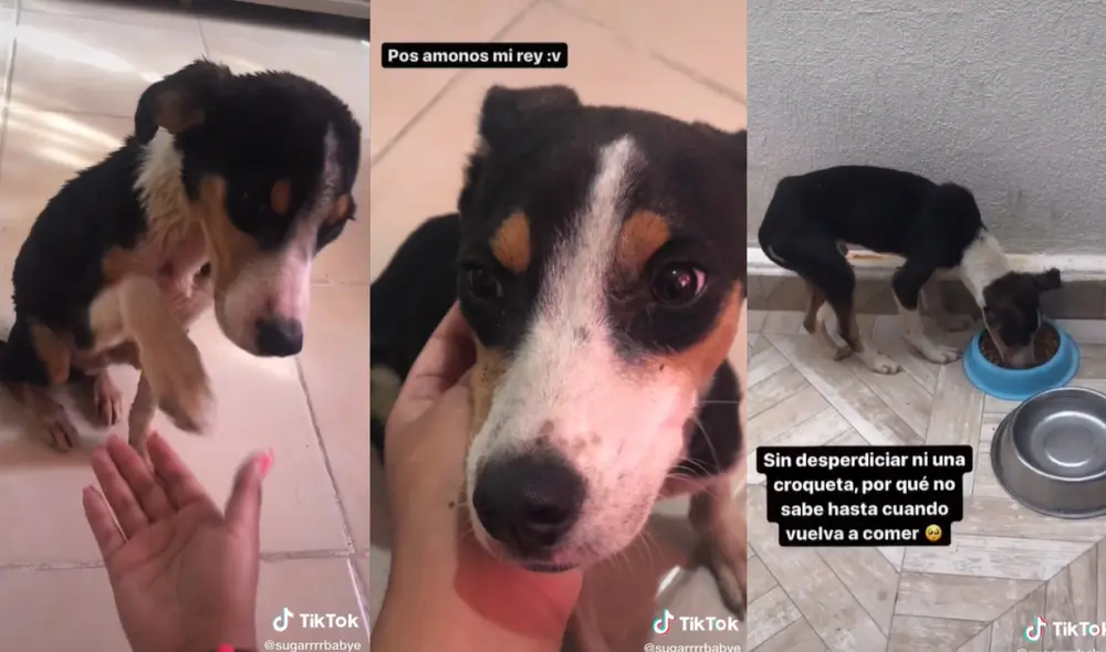 El perrito consiguió un nuevo hogar al lado de la joven que lo rescató. Aunque en un inicio se mostraba precavido, con el tiempo se acostumbró al afecto de un nuevo hogar. Foto: captura de TikTok
