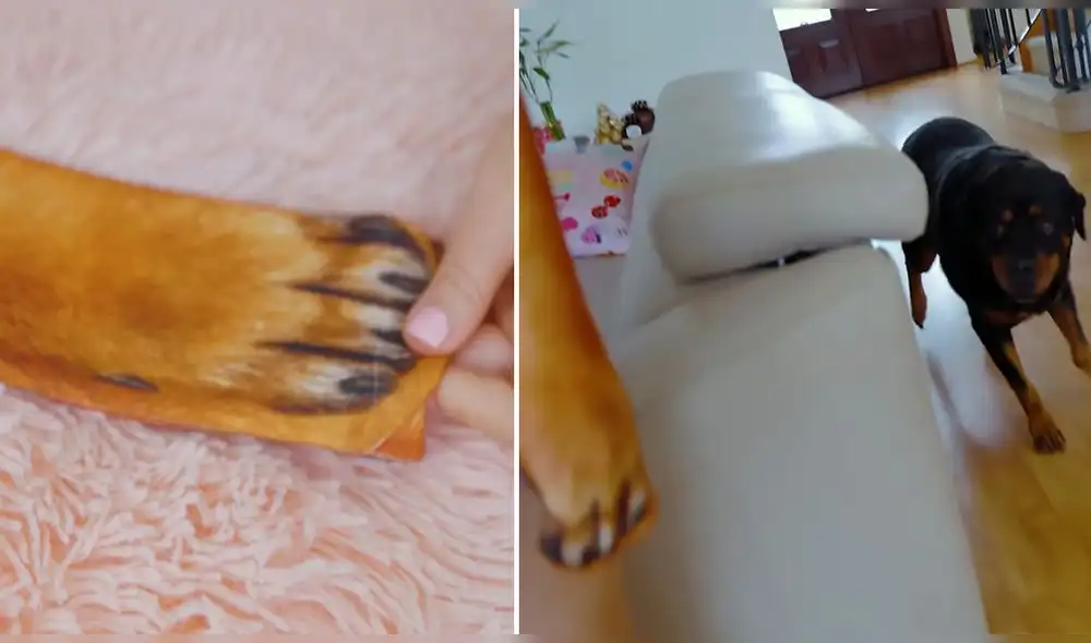 Karim, el perro de la creadora de contenido, se acerca con curiosidad a ver la sorpresa. Foto: captura de Youtube / Sandra Cires Art