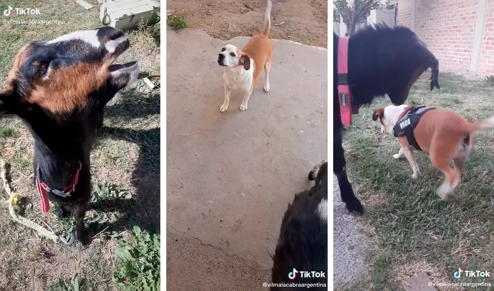 Camila abrió una cuenta en redes para mostrar las locuras realizadas por el dúo inseparable, el cual se volvió todo un fenómeno en redes. Foto: captura de TikTok