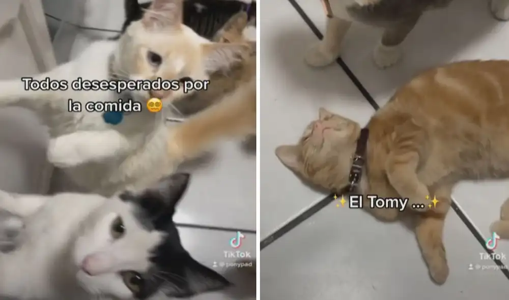 Este felino prefirió echarse a descansar mientras el resto se ‘peleaba’ por comer primero. Foto: captura de TikTok