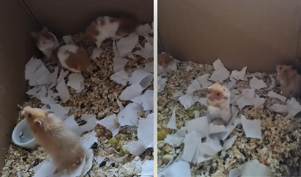 Los cuatro hámster, uno angora y tres sirios, fueron encontrados en abandono. Foto: captura de Facebook