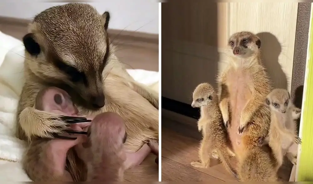 Margo, la zarigüeya, y sus pequeñas crías son protagonistas de un conmovedor clip en TikTok. Foto: captura de TikTok