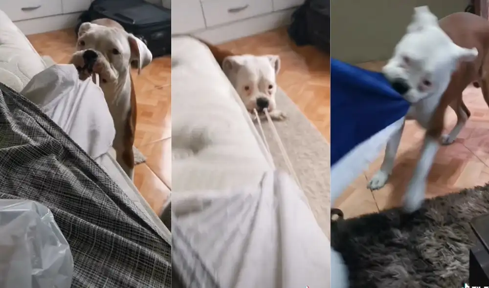 El clip recién publicado ya tiene más de 427.000 reproducciones. Foto: captura de TikTok