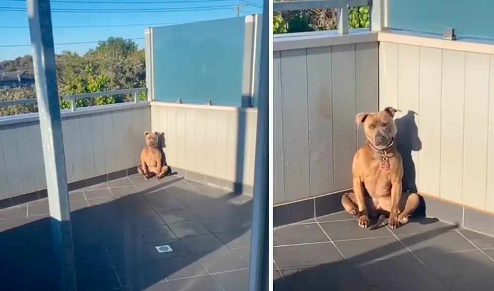 El video viral ha causado gran sensación en las redes sociales. Foto: captura de TikTok