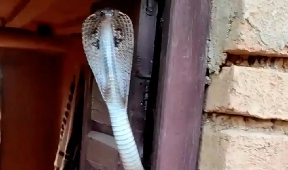 El video viral ha sido compartido en la página Black Jaguar While Tiger. Foto: captura de Facebook