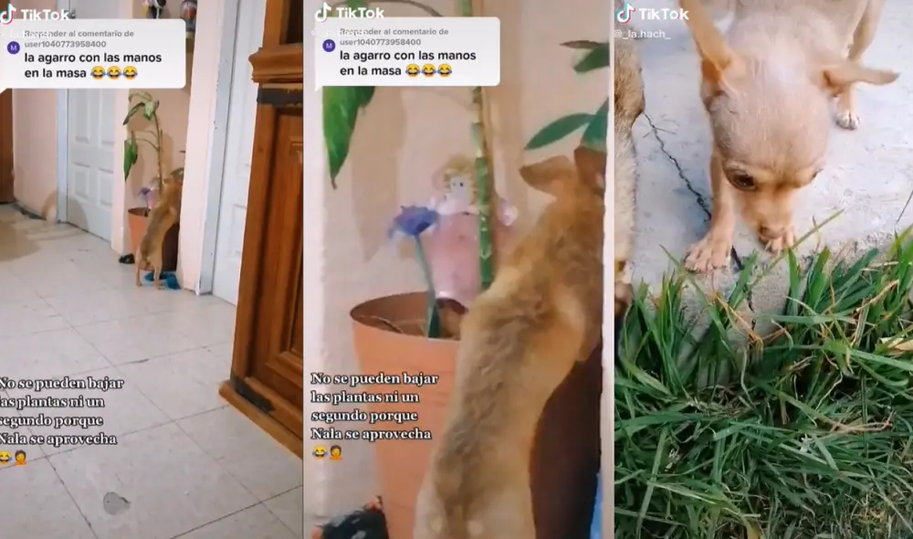 El perrito al ser descubierto en el acto rápidamente se oculto de sus dueños para evitar que le llamen la atención. Foto: captura de TikTok El perrito al ser descubierto en el acto rápidamente se oculto de sus dueños para evitar que le llamen la atención. Foto: captura de TikTok