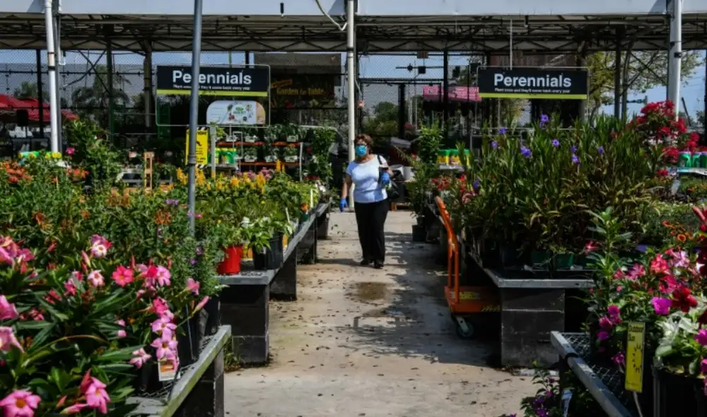 Se diferencia de otro tipo de plantas debido a que cuando se está desarrollando comienza a oler a carne podrida. Foto: AFP