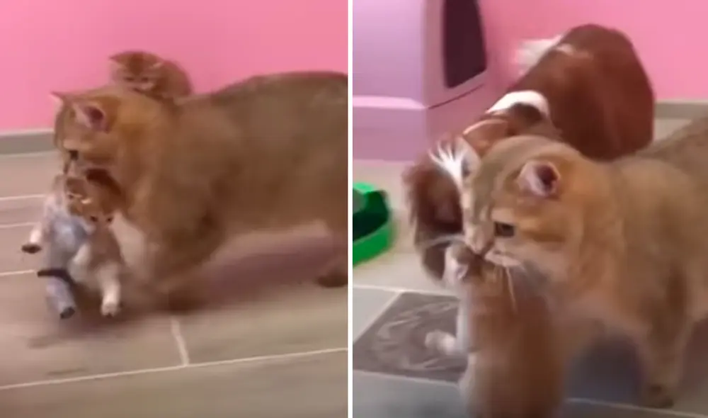 El video viral ha sido compartido en la página PetLoversZone. Foto: captura de Facebook