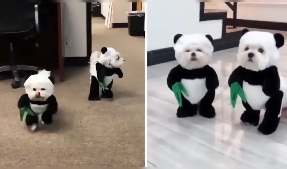 La vestimenta que usan los dos caninos destaca por el movimiento de sus brazos falsos. Foto: captura de Twitter