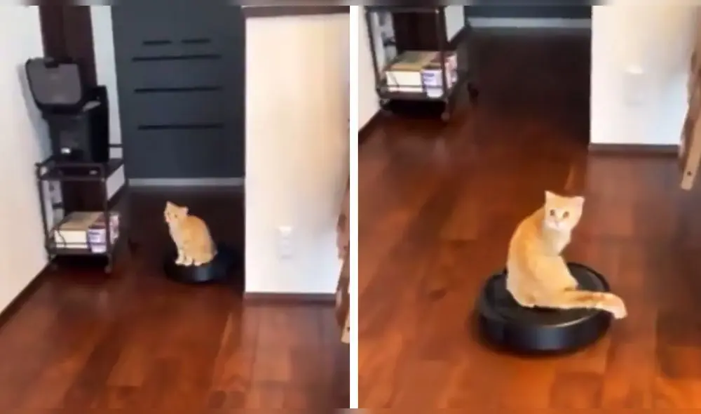 El curioso minino mantenía la mirada en un punto fijo de la habitación, mientras 'paseaba' en el artefacto. Foto: captura de Twitter