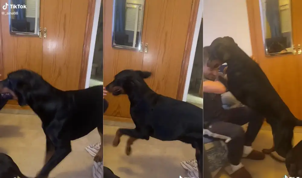 "El perro flamenco", así fue como varios usuarios llamaron al divertido can. Foto: captura de TikTok