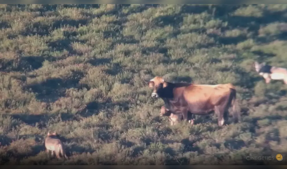El video compartido en redes sociales estuvo acompañado de una descripción sobre estos depredadores. Foto: captura de YouTube
