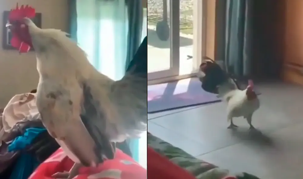 Las divertidas imágenes mostraron el preciso momento en que el animal se prepara para entonar su canto como alarma de su familia. Foto: captura de TikTok