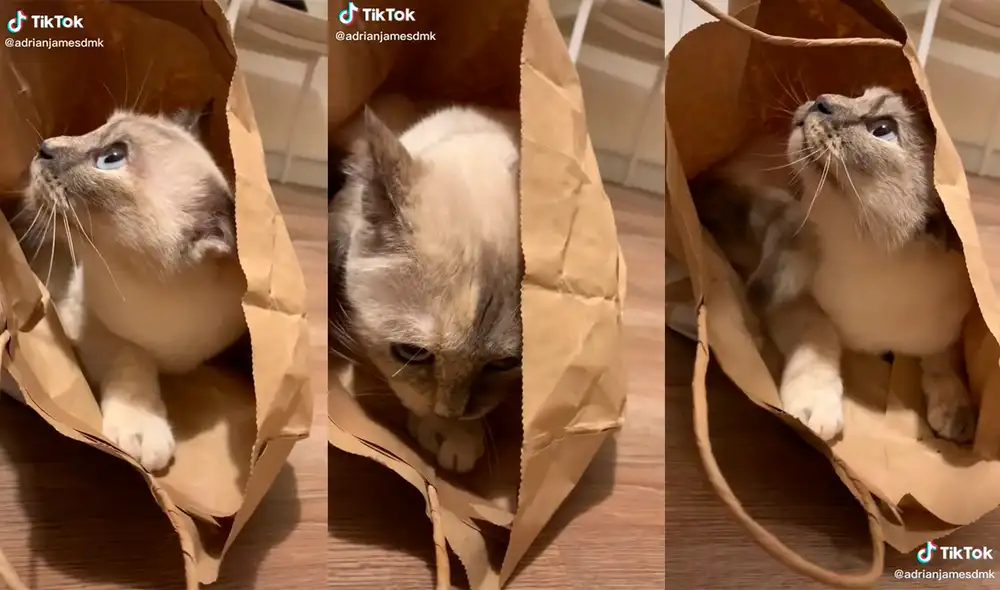 El minino logró divertir a miles de usuarios con la singular escena que desarrolló en su hogar. Foto: captura de TikTok El minino logró divertir a miles de usuarios con la singular escena que desarrolló en su hogar. Foto: captura de TikTok