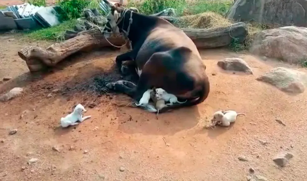 La vaca no tiene ningún problema en alimentar y hasta jugar con los cachorros huérfanos. Foto: captura de Facebook