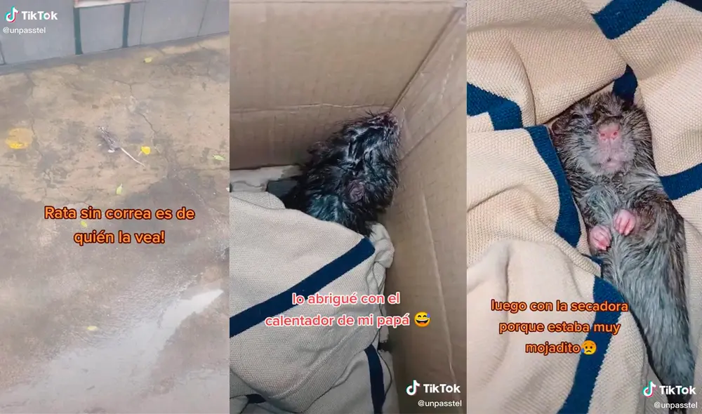 La joven recibió una gran cantidad de elogios por su muestra de empatía con el roedor. Foto: captura de TikTok
