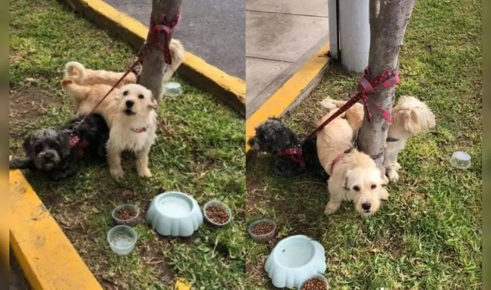 Piden apoyo para canes abandonados. Foto: @eveamj/instagram