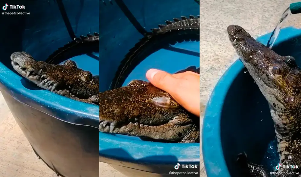 El peculiar animal cautivó a miles de usuarios con la tierna escena que desarrolló. Foto: captura de TikTok