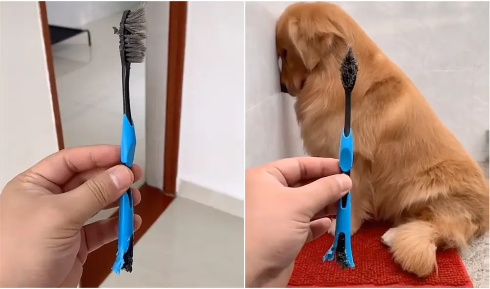 El can por nada del mundo levantó la mirada, pues estaba avergonzado del error que había cometido. Foto: captura de video de TikTok El can por nada del mundo levantó la mirada, pues estaba avergonzado del error que había cometido. Foto: captura de video de TikTok