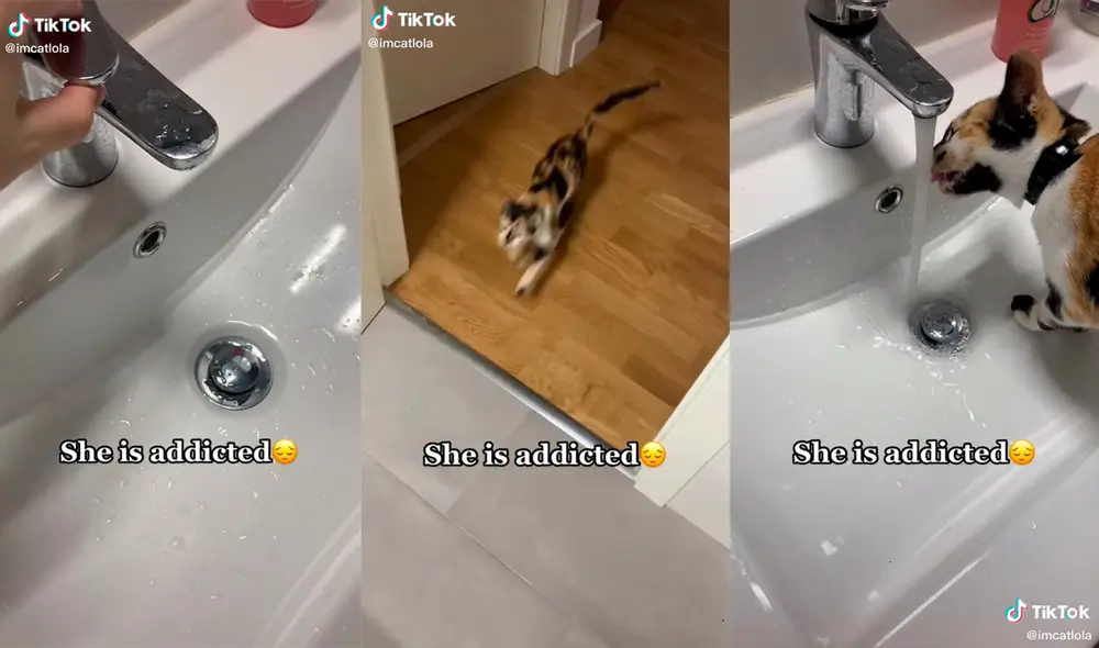 El minino provocó las risas de su dueña con su adorable actuación. Foto: captura de TikTok