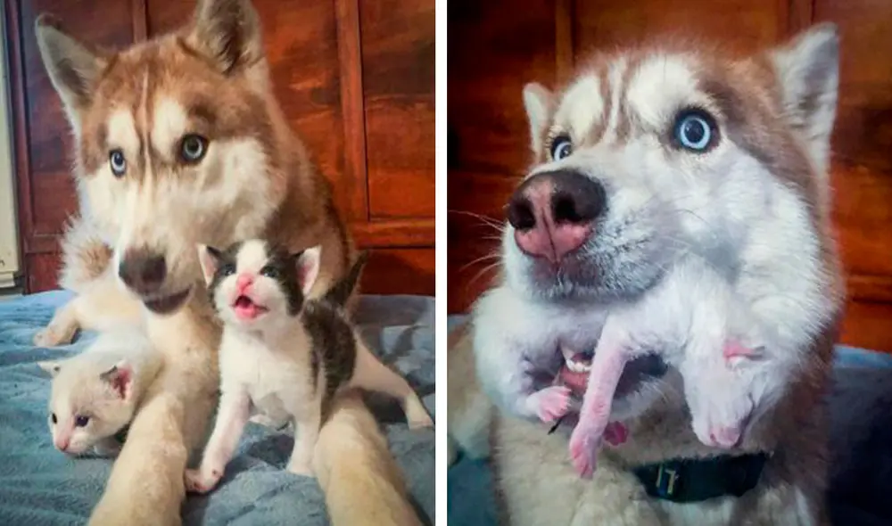 Una perrita detuvo su paseo cuando una caja sellada le llamó su atención y alertó a su dueña, pero no imaginaron que había unos gatitos de poco tiempo de nacidos. Foto: Bannerthesuperdog/ Facebook