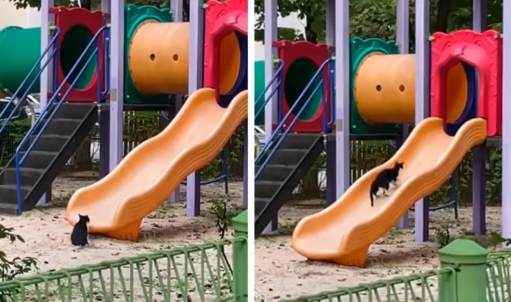 TikTok viral: gatito callejero aprovecha la ausencia de niños para divertirse en los juegos de un parque TikTok viral: gatito callejero aprovecha la ausencia de niños para divertirse en los juegos de un parque