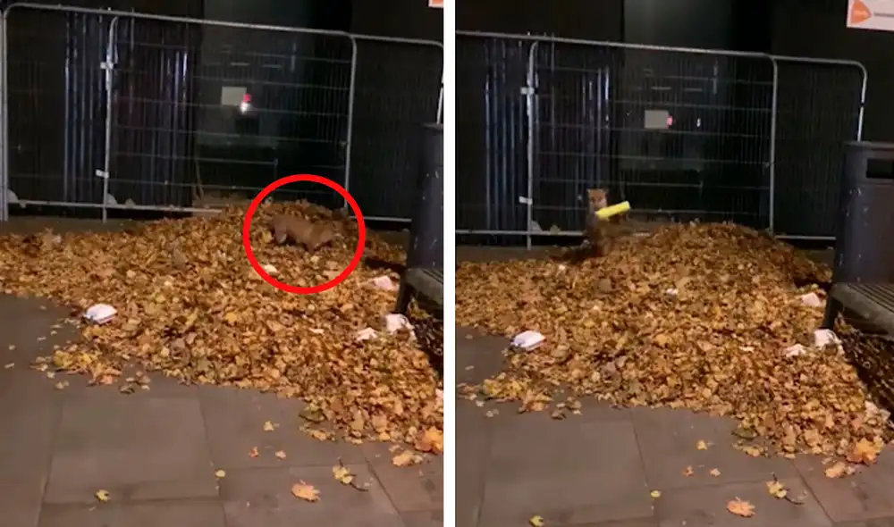 Un hombre detuvo su caminata cuando un sonido captó su atención, pero no pensó que se trataba de un zorro que se escondió entre las hojas para jugar. Foto: captura de YouTube Un hombre detuvo su caminata cuando un sonido captó su atención, pero no pensó que se trataba de un zorro que se escondió entre las hojas para jugar. Foto: captura de YouTube