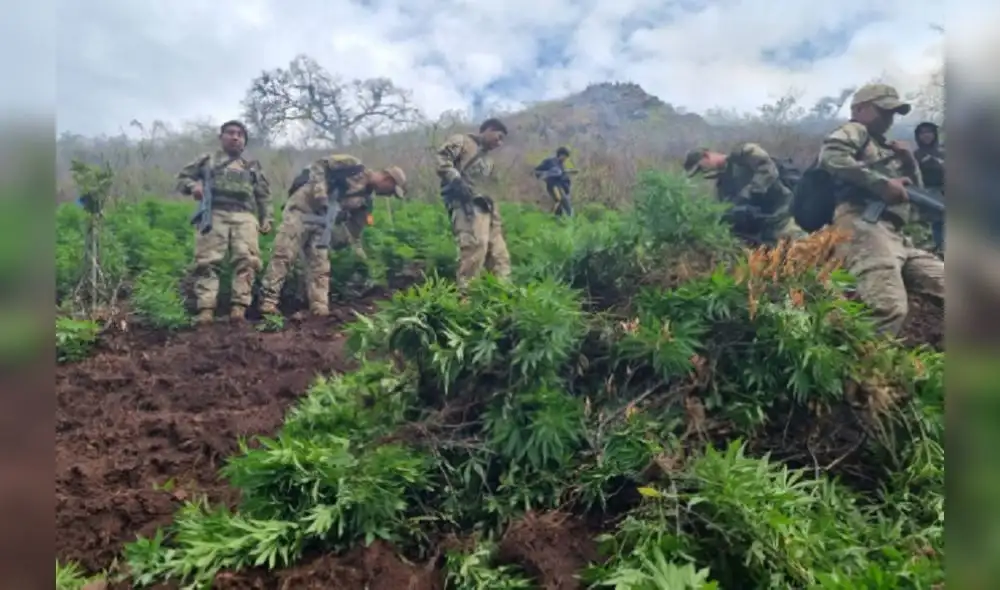 Fuerzas Armadas continúan con las intervenciones contra el narcotráfico. Foto: Andina