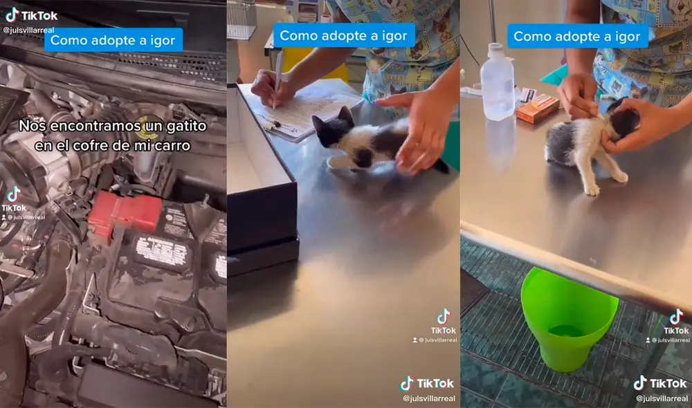 El hombre recibió los elogios de miles de usuarios por el gran gesto de amor que tuvo con el minino. Foto: captura de TikTok