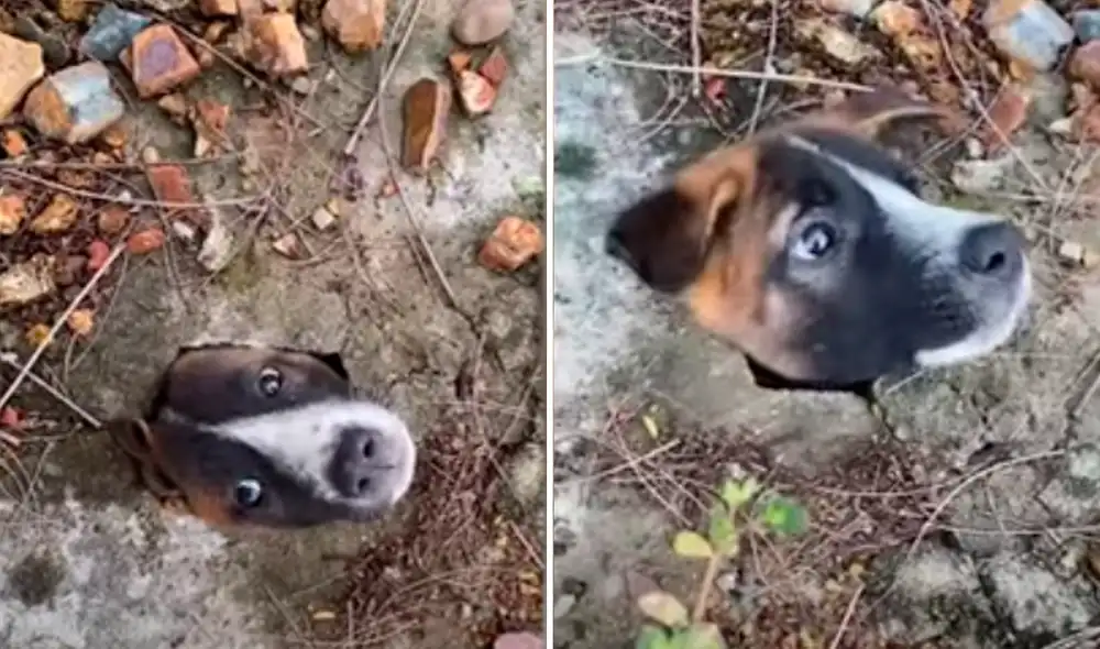 El video viral ha sido compartido en el canal Viral Press. Foto: captura de YouTube