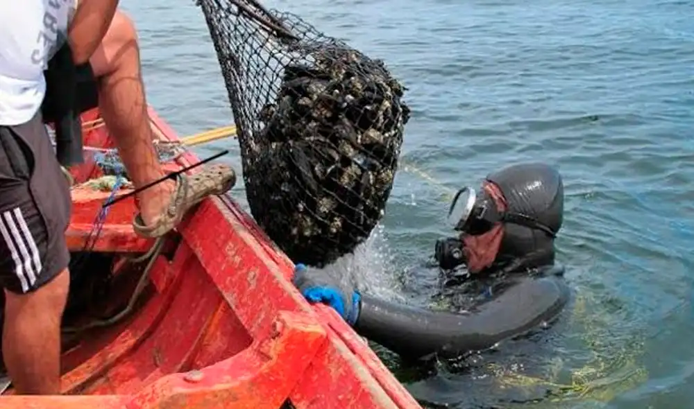 El incumplimiento de la norma será sancionado conforme a lo establecido en la Ley General de Pesca. Foto: Produce El incumplimiento de la norma será sancionado conforme a lo establecido en la Ley General de Pesca. Foto: Produce
