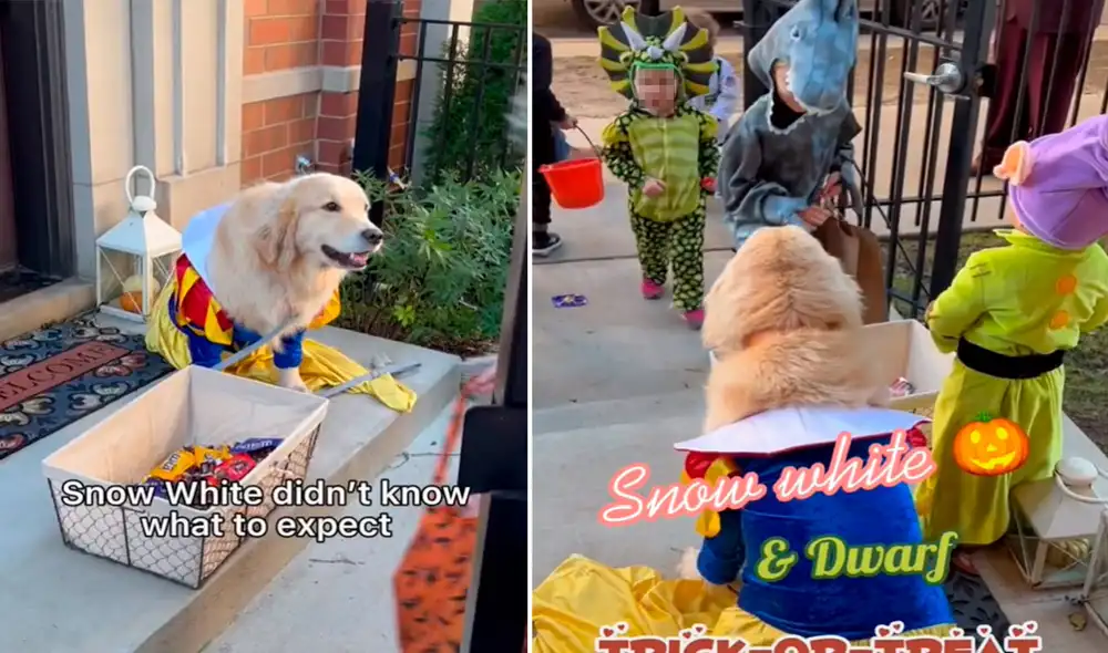 La dueña de Maui grabó este tierno momento y decidió compartirlo en sus redes sociales. Foto: captura de TikTok La dueña de Maui grabó este tierno momento y decidió compartirlo en sus redes sociales. Foto: captura de TikTok