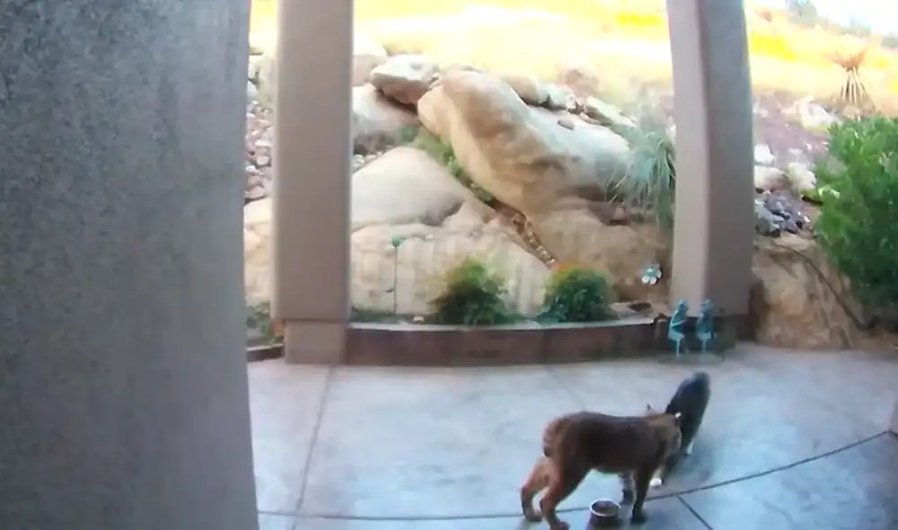 El video viral ha sido compartido en el canal Ring. Foto: captura de YouTube