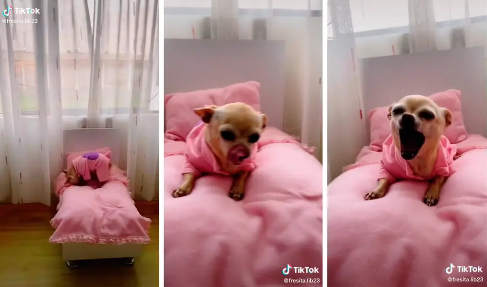 Usuarios en redes sociales se sintieron conmovidos por el espacio de descanso diseñado exclusivamente para la mascota. Foto: captura de TikTok Usuarios en redes sociales se sintieron conmovidos por el espacio de descanso diseñado exclusivamente para la mascota. Foto: captura de TikTok