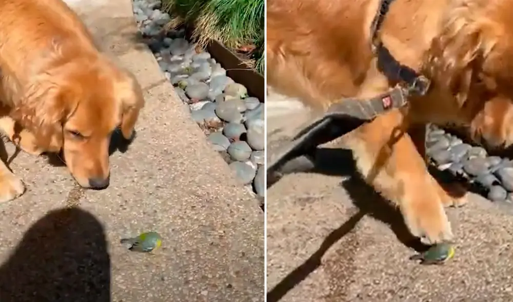Cuando el can intentó colocar su pata sobre el ave, lo hizo sin medir su fuerza y esto provocó que el pajarito se asuste y salga volando. Foto: captura de YouTube