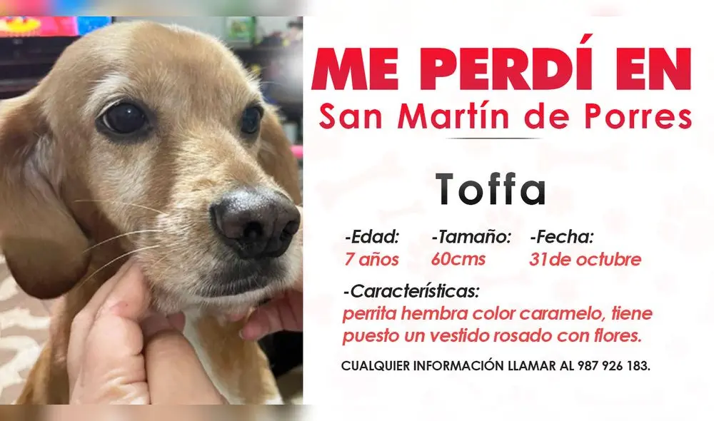 Toffa se perdió en San Martín de Porres la noche del 31 de octubre. Su familia ofrece recompensa a quien brinde información de su paradero Foto: composición LR